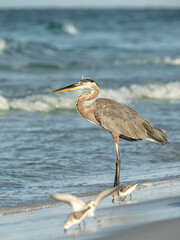 great blue heron
