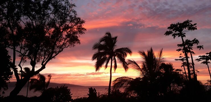 Pink Sunset With Palm Trees