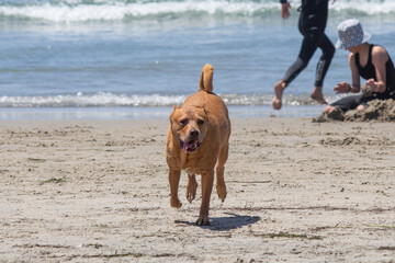 Pit bull mix playing at dog beach
