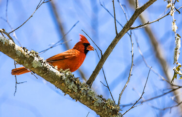 Male Cardinal perched on a tree at Roswell Park in Geogia.
