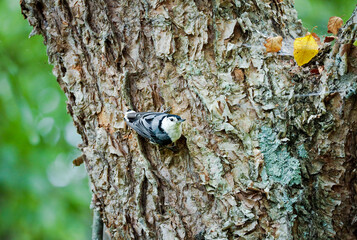 Nuthatch feeding on insects on a large tree trunk at Roswell Park in Georgia.