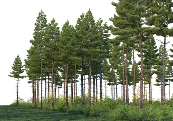Coniferous forest on a transparent background  © jomphon
