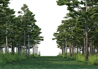 Coniferous forest on a transparent background  © jomphon