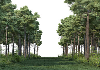 Fototapeta premium Coniferous forest on a transparent background 