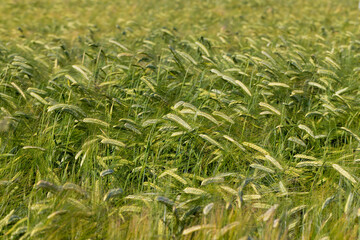 An agricultural field where cereals are grown to harvest grain