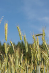 An agricultural field where cereals are grown to harvest grain
