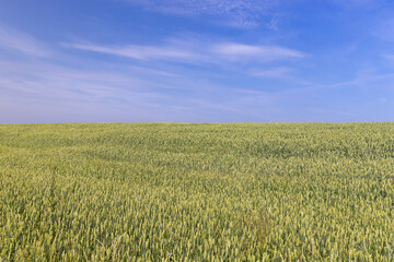 Wheat field with unripe wheat swaying in the wind