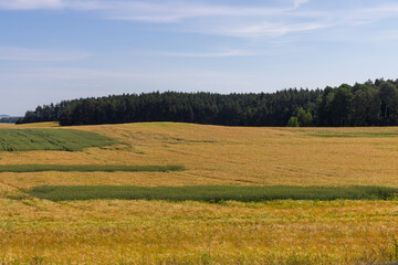 A field with unripe wheat in the summer season