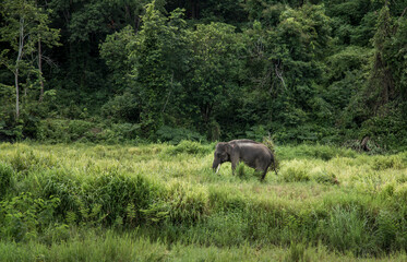 Fototapeta na wymiar A lonely Asian wild elephant at Khao Yai National Park, Thailand.