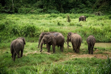 A group of Asian wild elephants live in the Thai Elephant Conservation Center, Lampang Province, Asia Elephant in Thailand