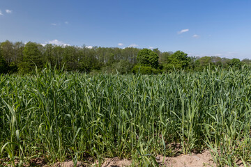 An agricultural field where green cereals grow