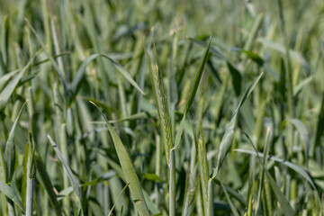 An agricultural field where green cereals grow
