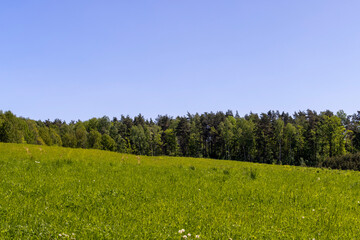 An agricultural field where green cereals grow