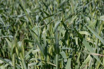 An agricultural field where green cereals grow