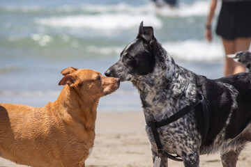 Pit bull mix playing at dog beach
