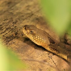 Stealth Timber Rattlesnake Rattler Rattle Snake 