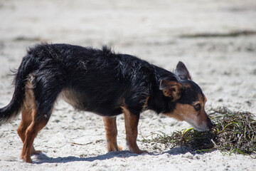 Terrier mix dog playing at the beach
