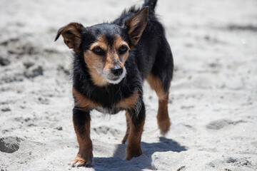Terrier mix dog playing at the beach