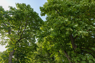 Fototapeta premium trees with green foliage in a mixed forest