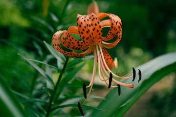 orange tiger lily with baby grasshopper macro, shallow depth of field