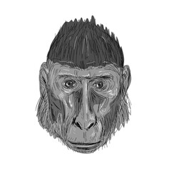 Crested Black Macaque Head Drawing