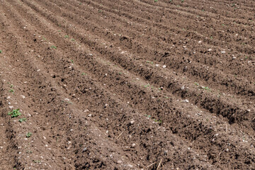 A field with furrows in which potatoes grow