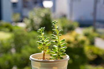 多肉植物のピンクベリーがすくすくと成長している