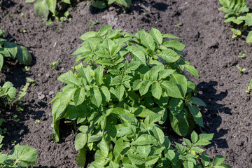 A field with furrows in which potatoes grow