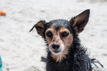 Terrier mix dog playing at the beach