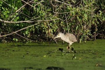 baby bird waiting for lunch