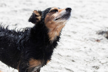 Terrier mix dog playing at the beach