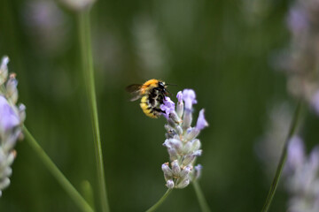 bee on a flower