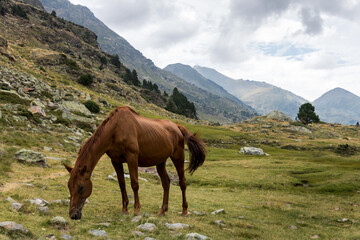 Fototapeta na wymiar wild horse in andorra mountains