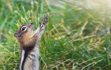 Funny chipmunk holding arms up in the air