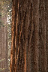 Morning Light Highlights The Deep Bark On Sequoia Tree Bark