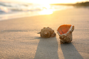 Beautiful seashells on sandy beach at sunrise. Space for text