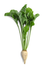 Sugar beet with leaves on white background