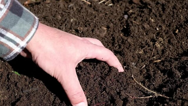 A gardener removes a stone from fresh compost. The soil contains many compost worms (red wrigglers) which help with the process of breaking down organic matter. The gardener wears a green plaid shirt