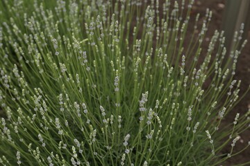 Closeup view of beautiful lavender growing in field
