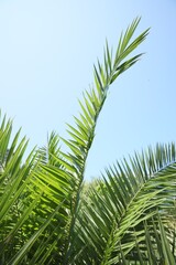 Obraz na płótnie Canvas Beautiful green tropical leaves against blue sky, closeup