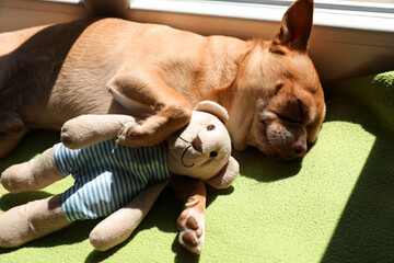 Cute small chihuahua dog sleeping with toy on soft blanket