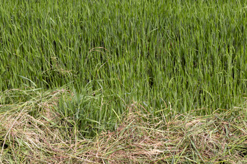 An agricultural field where ripening cereals grow
