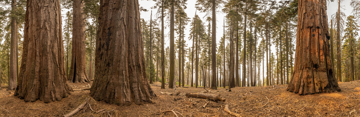 Muted Colors of Sequoia Trees On A Smoky Morning - obrazy, fototapety, plakaty