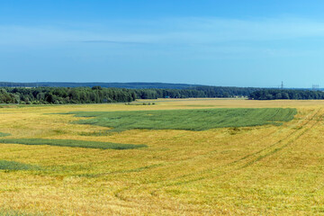 Fototapeta na wymiar A field with unripe wheat in the summer season