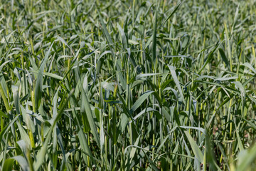 An agricultural field where green cereals grow