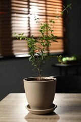 Potted pomegranate plant with green leaves on wooden table in room