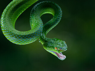 Green pit viper Popeia barati opening its mouth