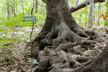 Old root bundles at the base of big tree next to a lake with a park bench