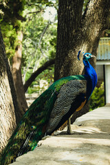 Peacock posing in the sun on stone cottage wall