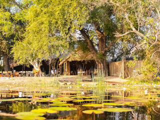 Fototapeta na wymiar Water lily pond on Okavango Delta wetland with restful shelter under tree.